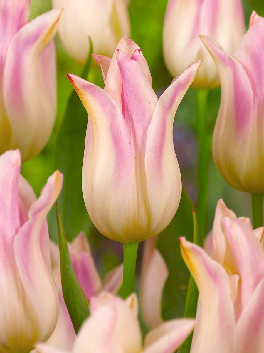 200x Tulpen 'Elegant lady' - BULBi® Bloembollen met bloeigarantie