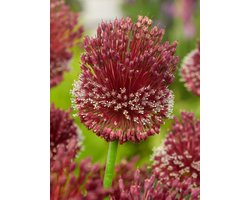 12x Allium 'Red mohican' - BULBi® Bloembollen met bloeigarantie