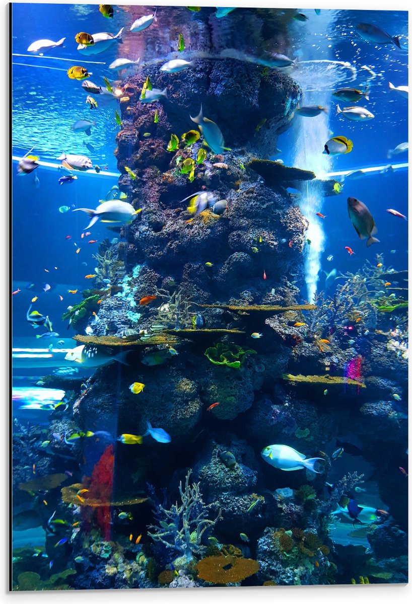Dibond - Prachtig Aquarium met mooie Vissen - 40x60 cm Foto op Aluminium (Met Ophangsysteem)