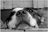 WallClassics - Poster Glanzend – Nieuwsgierige Hond Zwart / Wit - 60x40 cm Foto op Posterpapier met Glanzende Afwerking