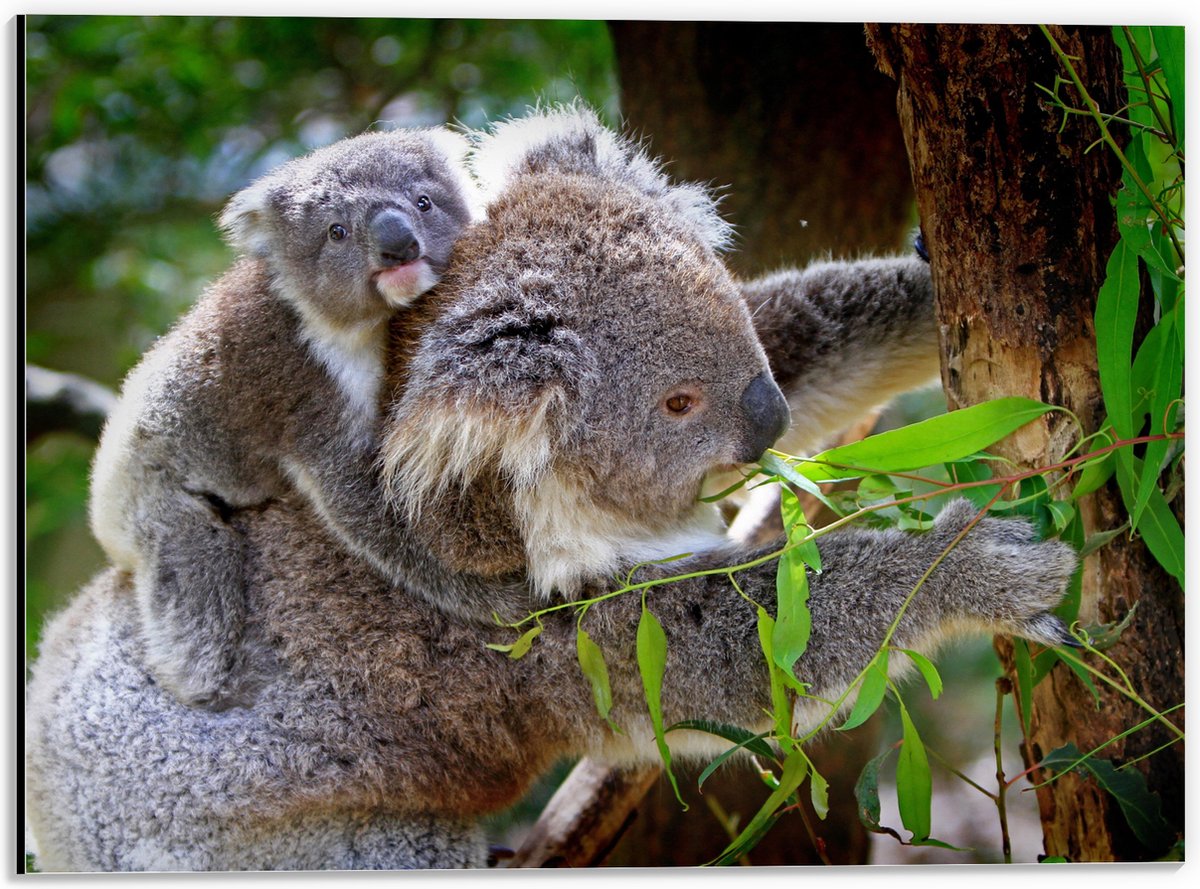 Dibond - Koala met Baby op de Rug - 40x30 cm Foto op Aluminium (Met Ophangsysteem)