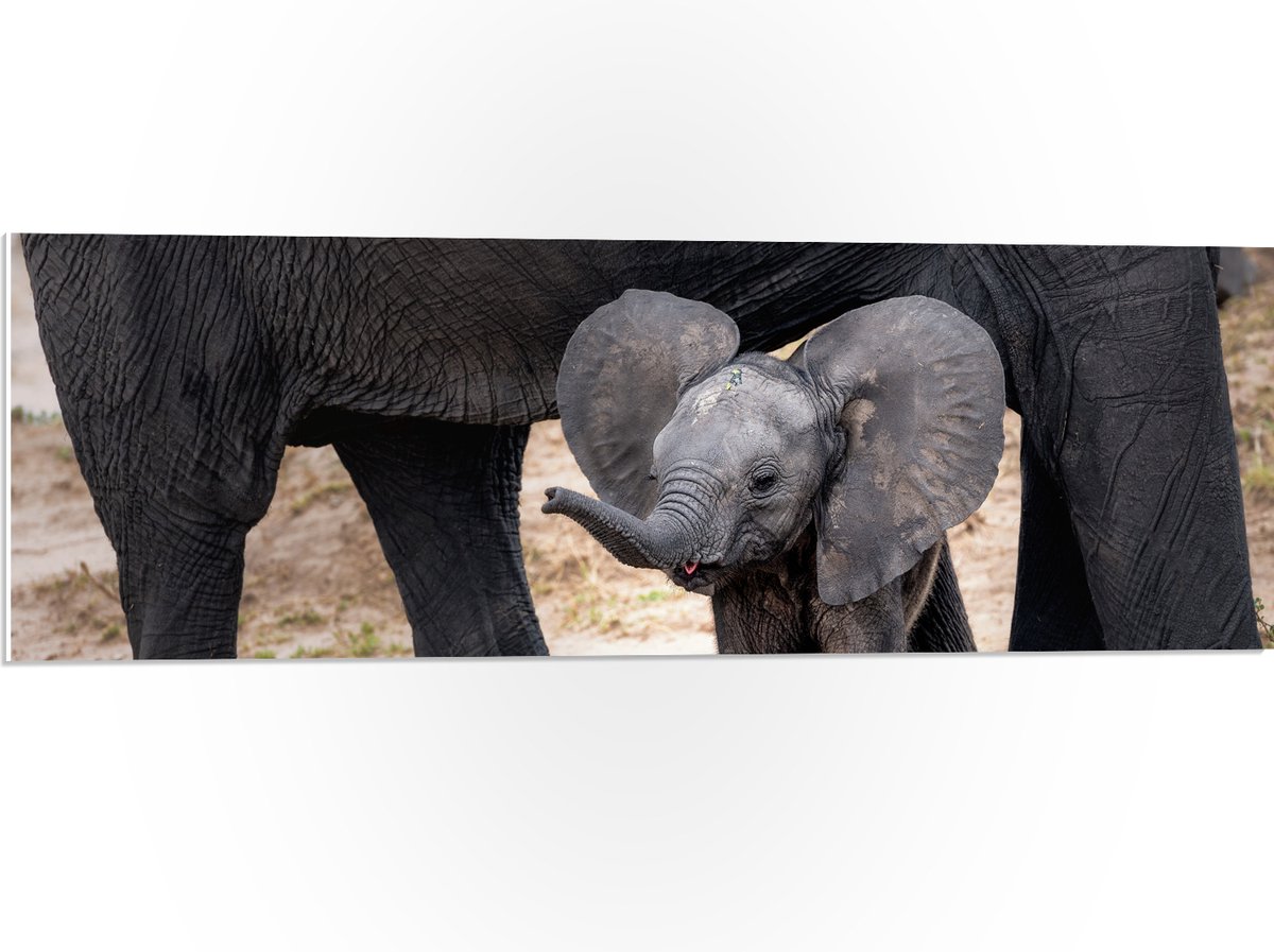 PVC Schuimplaat- Baby Olifantje met Flaporen - 90x30 cm Foto op PVC Schuimplaat