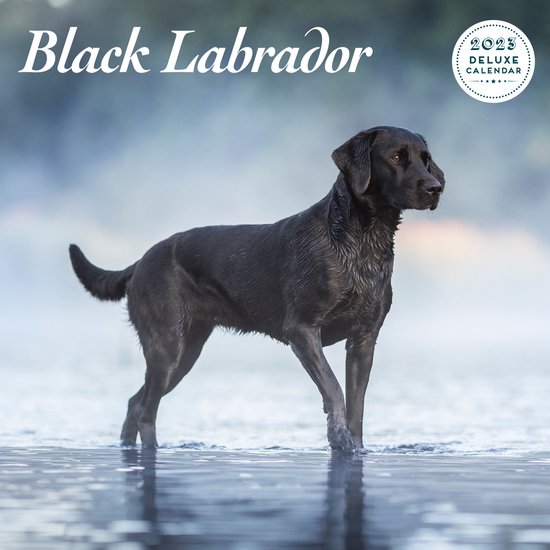 Labrador Retriever Zwart Kalender 2023 Deluxe