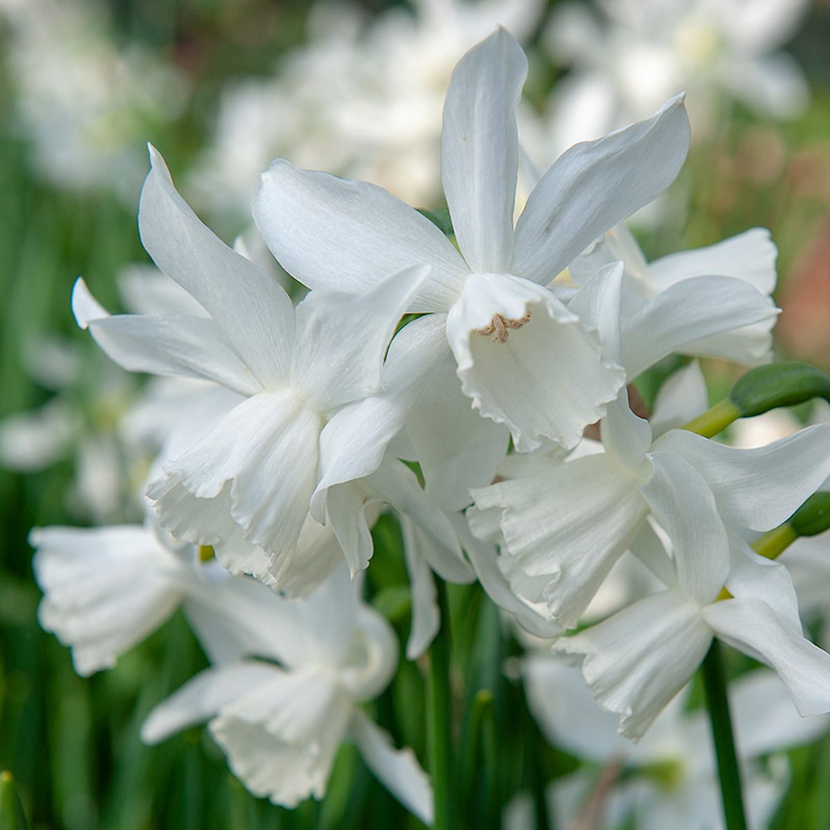 Grootverpakking Narcis Thalia | 50 stuks | Triandrus | Wit | Voordeelverpakking