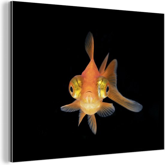 Wanddecoratie Metaal - Aluminium Schilderij Industrieel - Goudvis - Zeedieren - Ogen - 40x30 cm - Dibond - Foto op aluminium - Industriële muurdecoratie - Voor de woonkamer/slaapkamer