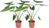 ZynesFlora - Alocasia Zebrina - 2 Stuks - Ø 21 cm - Hoogte: 70 - 75 cm - Kamerplant