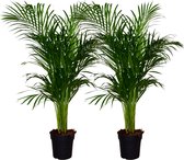 ZynesFlora - Dypsis Lutescens - 2 Stuks - Kamerplant - Ø 21 cm - Hoogte: 120 - 130 cm - Luchtzuiverend - Goudpalm - Palm