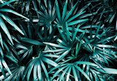 Fotobehang - Vlies Behang - Botanisch Jungle Bladeren - 312 x 219 cm