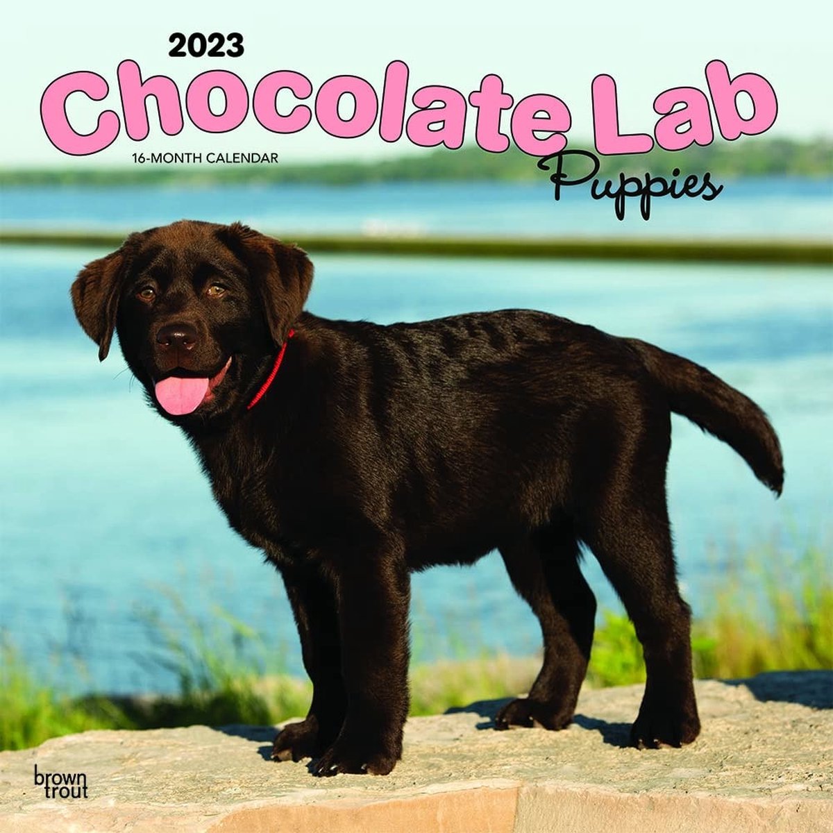 Labrador Retriever Bruin Puppies Kalender 2023