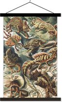 Schoolplaat - Ernst Haeckel - Dieren - Salamanders - Vintage - Posterhanger met Poster - Zwarte Latten - 60x90
