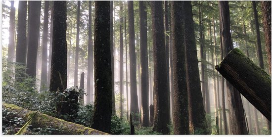 Mannen in een mistig bos met staande en omgevallen bomen. De zon schijnt door de bomen.