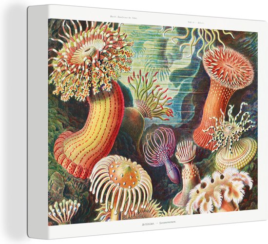 Canvas Anemoon Actinea Houten Frame Muurdecoratie Schilderij canvas-anemoon-actinea-houten-frame-muurdecoratie-schilderij