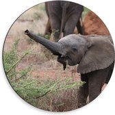 WallClassics - Dibond Muurcirkel - Baby Olifantje Spelend bij een Struik - 50x50 cm Foto op Aluminium Muurcirkel (met ophangsysteem)
