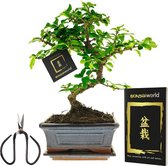 Bonsaiworld Bonsai Boompje + Starters Kit - 5-Delige Set - 10 jaar oude bonsai boom - Hoogte 25-30 cm Bonsaiworld Bonsai Boompje + Starters Kit - 5-Delige Set - 10 jaar oude bonsai boom - Hoogte 25-30 cm