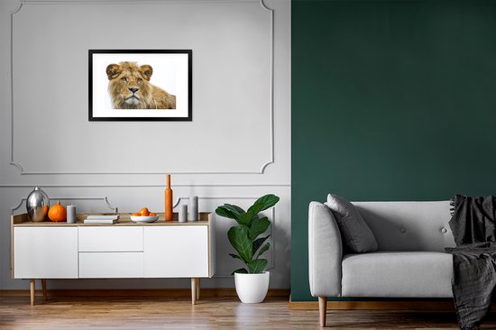 Photo encadrée - Lion mâle sur fond blanc cadre photo noir avec passe partout blanc 40x60 60x40 cm - Affiche encadrée (Décoration murale salon / chambre)