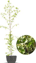 Bonte kornoelje | Cornus alternifolia Pinky Spot | Hoogte 175-200 cm