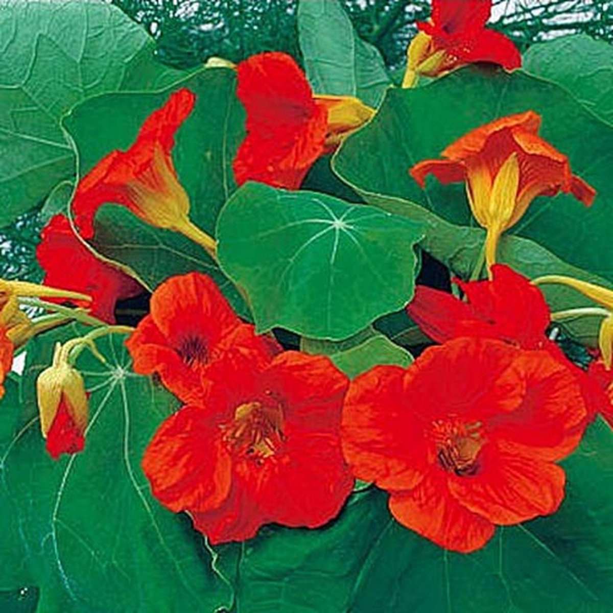 Oost-Indische Kers zaden - Scarlet Gleam