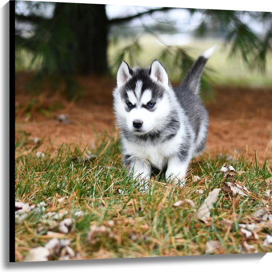WallClassics - Canvas  - Siberische Husky Pup Rennend door het Gras - 100x100 cm Foto op Canvas Schilderij (Wanddecoratie op Canvas)