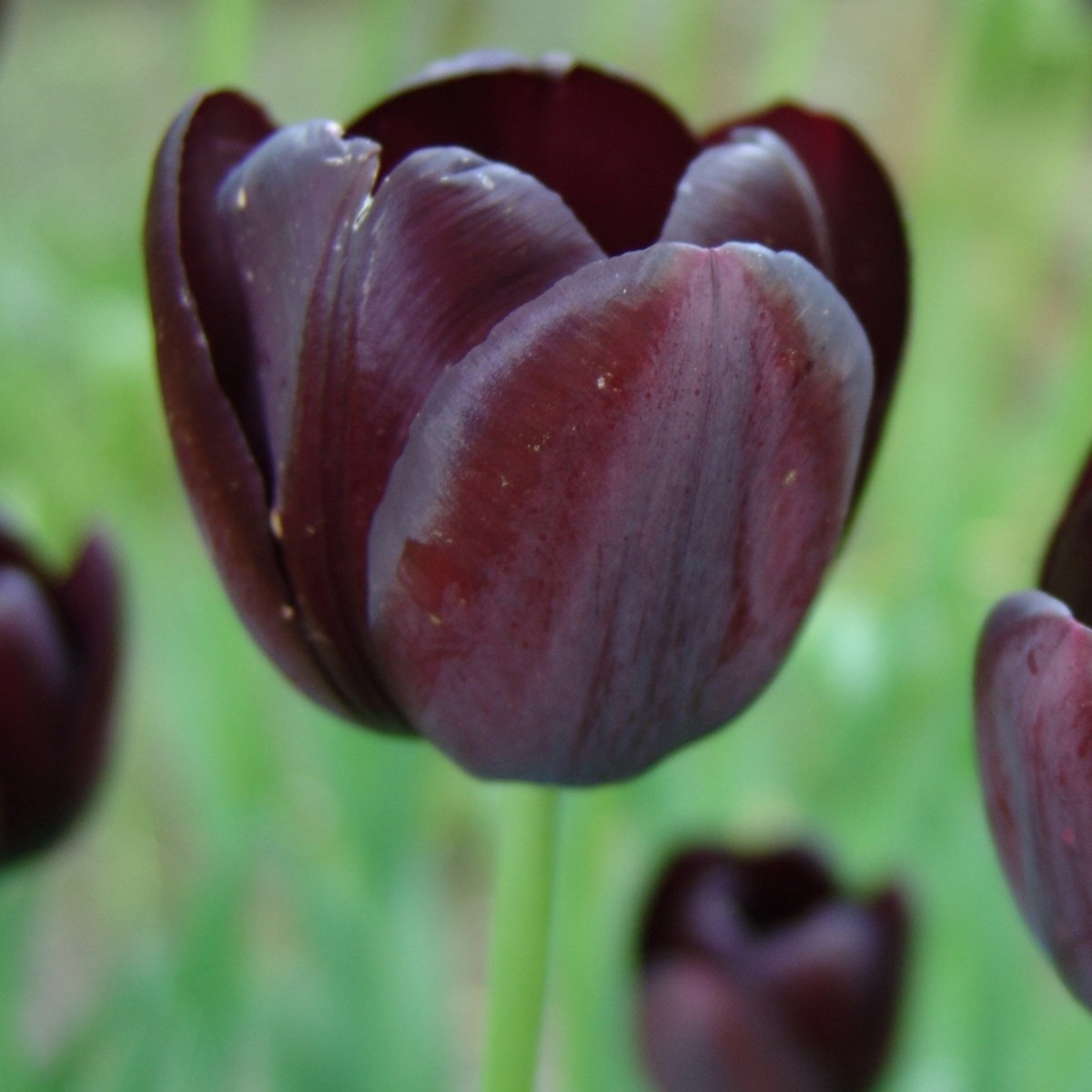 Tulp Queen of Night | Enkel laat | Zwart | Paars | Tulpenbollen