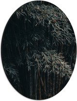 WallClassics - Dibond Ovaal - Donkere Bamboe Bomen - 30x40 cm Foto op Ovaal (Met Ophangsysteem)