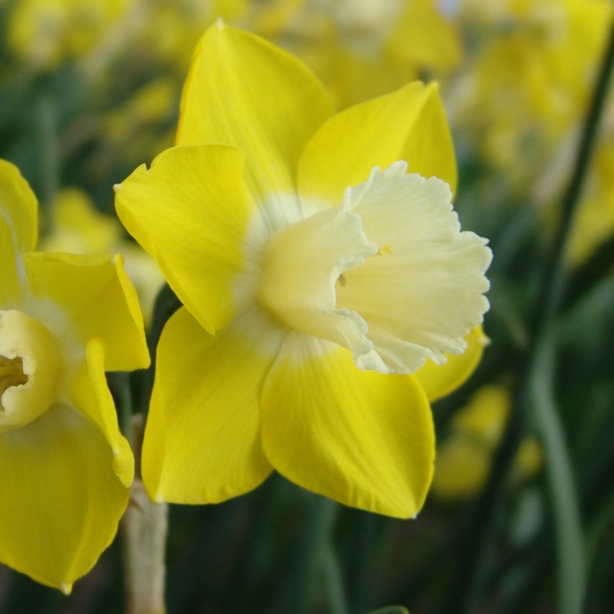 Narcis Pipit | 10 stuks | Jonquilla | Geel | Narcissenbollen