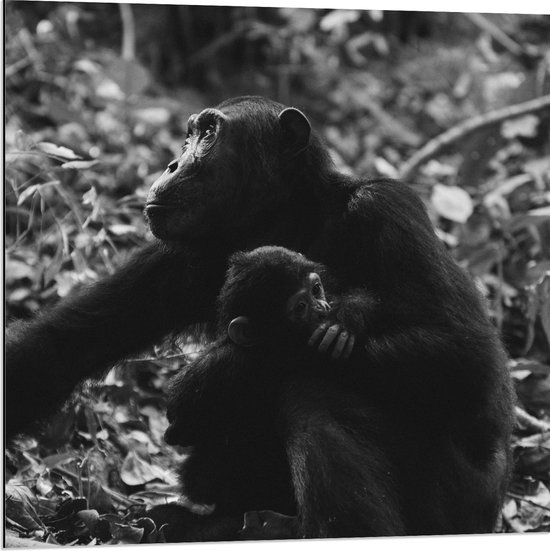 WallClassics - Dibond - Chimpansee met Baby Zwart / Wit - 80x80 cm Foto op Aluminium (Wanddecoratie van metaal)