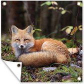 Posters de jardin Renard - Forêt - Animal - 50x50 cm