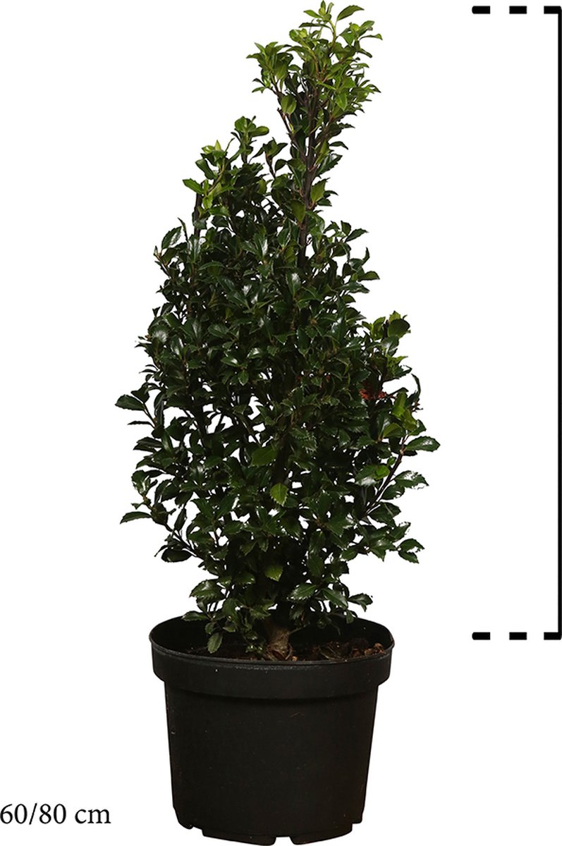 Plants Online - Haagplanten - Hulst ‘Heckenfee’ - Pot 60-80 cm - set van 10 - Formele haag - Inbraakwerend - Vruchtdragend - Wintergroen - Zeer winterhard