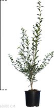 10 stuks | Wintergroene Liguster 'Atrovirens' Pot 60-80 cm - Bladverliezend - Populair bij vogels - Semi-bladhoudend - Weinig onderhoud