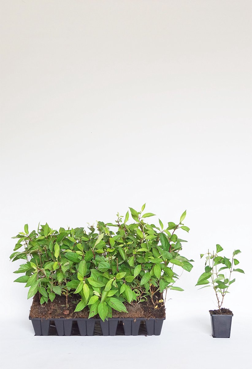 Plants Online - Haagplanten - Pluimhortensia 'Candlelight' - 0.7 liter pot --tray - set van 18 - Bloeiende plant