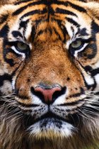 Tijger op Acrylglas - WallCatcher | Staand 60 x 90 cm | Dieren wanddecoratie Tiger