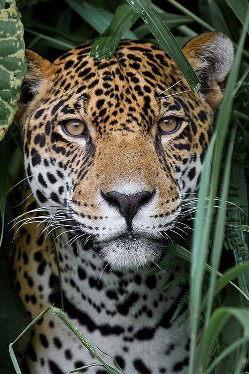 Jaguar sur plexiglas | Debout 80 x 120 cm | Décoration murale Animaux et  Botanique |... | bol.com