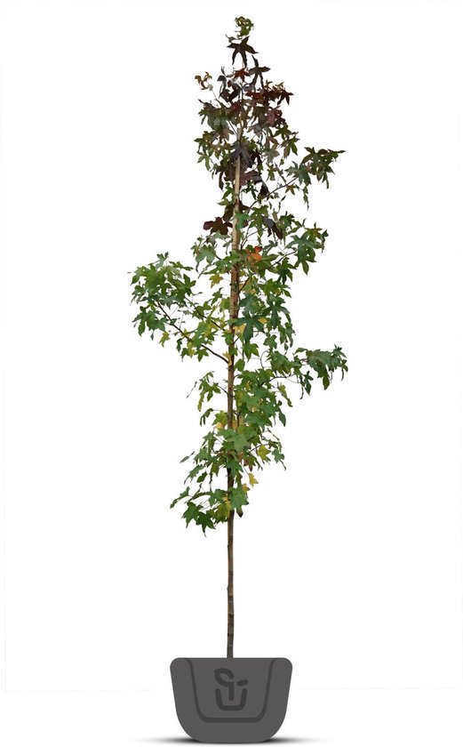Amberboom | Liquidambar styraciflua | Stamomtrek: 4-6 cm