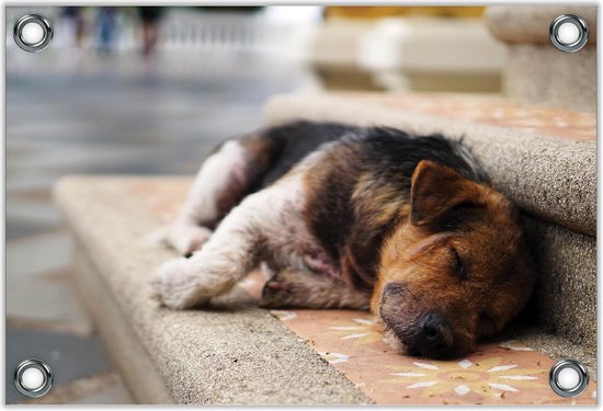 Tuinposter –Slapende Hond op Traptreden– 60x40 Foto op Tuinposter (wanddecoratie voor buiten en binnen)