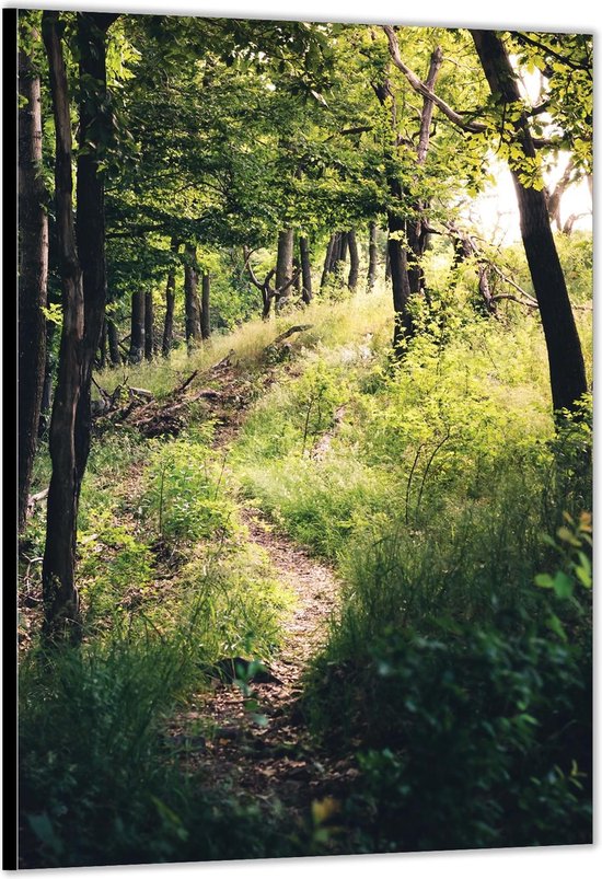 Dibond -Pad in het Bos- Foto op Aluminium (Met Ophangsysteem)