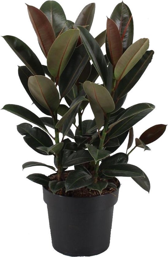 Kamerplant Van Botanicly Rubberboom Hoogte 70 Cm Ficus Elastica Melanie Bol 