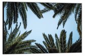 Dibond –Palmbladeren met Blauwe Lucht– 90x60 Foto op Aluminium (Wanddecoratie van metaal)