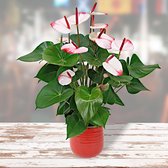 Anthurium andreanum 'Hotlips' - Flamingoplant - ↑35-40 cm - Ø12 cm