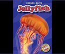 Jellyfish - cover