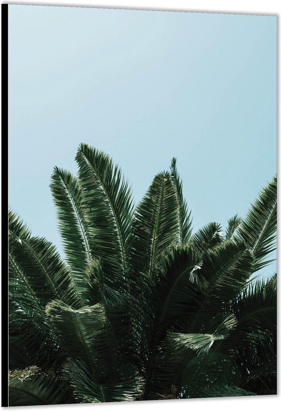 Dibond –Babassu Palm Bovenkant– 60x90 Foto op Aluminium (Wanddecoratie van metaal)