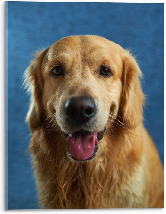 Acrylglas - Tevreden Hond op Blauwe Achtergrond - 30x40cm Foto op Acrylglas (Wanddecoratie op Acrylglas)