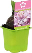 3x Hyacint Hyacinthus 'Pink Pearl' roze in kwekerspot