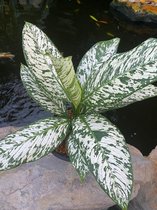 Dieffenbachia White Etna - 60cm