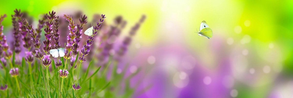 karo-art Schilderij -Lavendel en vlinders, 120x40cm. Wanddecoratie, premium print Multikleur