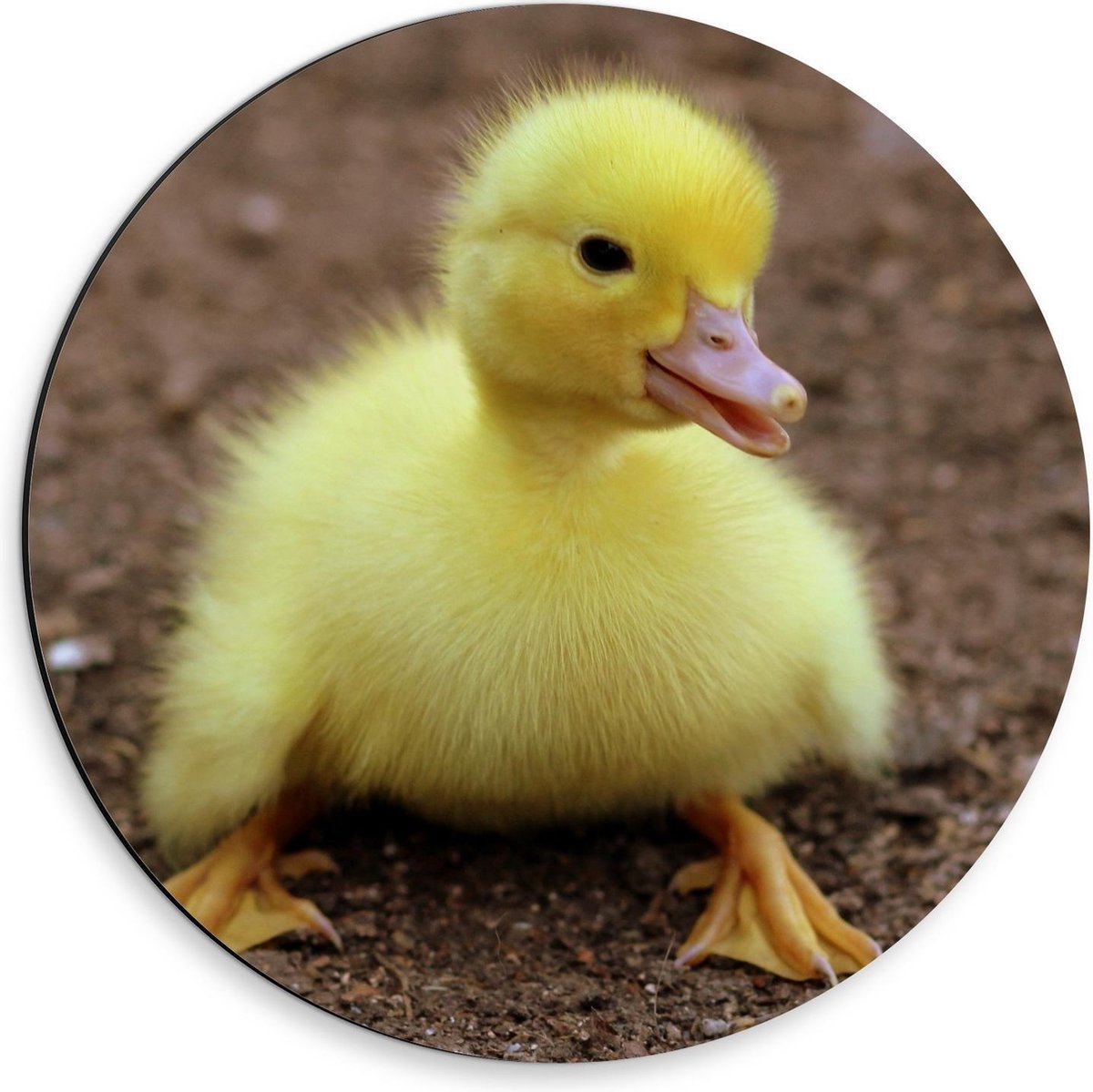 Dibond Wandcirkel - Kleine Gele Baby Eend - 30x30cm Foto op Aluminium Wandcirkel (met ophangsysteem)