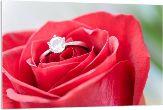 Acrylglas - Ring in Rode Roos - Foto op Acrylglas (Met Ophangsysteem)