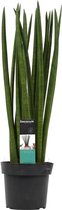 Sansevieria Cylindrica spaghetti