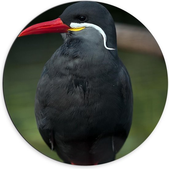 Dibond Wandcirkel - Zwarte Vogel met Rode Pootjes en Snavel - 70x70cm Foto op Aluminium Wandcirkel (met ophangsysteem)