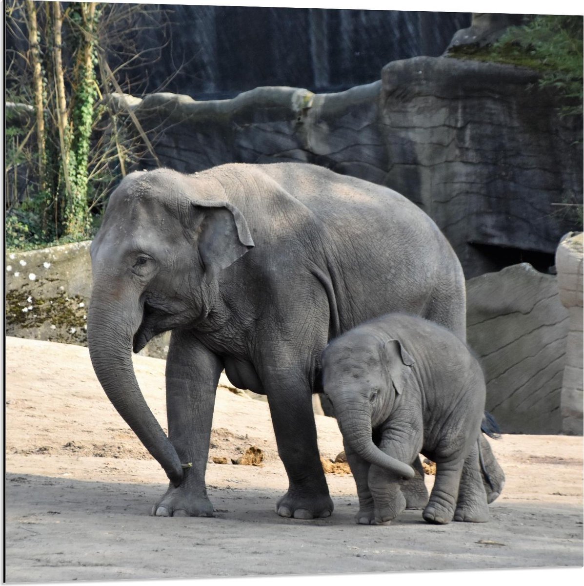 Dibond - Olifant met Baby - 80x80cm Foto op Aluminium (Wanddecoratie van metaal)