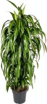 Dracaena Hawai Sunshine 130 cm